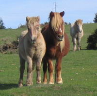 Moi, je les trouve toutes belles les races de chevaux, sans exception car pour moi, c'est impossible de trouver un cheval laid...

Mais je crois...