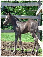 J'ai une jument palomino que j'ai brid&eacute; avec mon &eacute;talon bai et le r&eacute;sultat? Un poulain smoky black! Il a maintenant 2 ans. Je t'envoie une photo de...