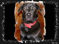 All&ocirc; , moi j'ai un labrador crois&eacute; avec du rott (&agrave; ce qu'il parrait), il a un an...Nous sommes all&eacute;s le chercher &agrave; la spca lorsqu'il avait environ 3...