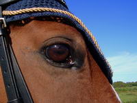 Ma jument a un peu de bleu autour de son oeil et elle voit bien!

Je ne sais pas si c'est de sa que tu parle ou bien  quand le cheval devient...