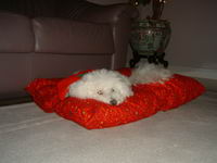 Moi j'ai un bichon fris&eacute;!! Elle n'aime pas beaucoup les chevaux... mais bon s&eacute; aps le cas de tous les petits chien !!Mais elle est vraiment...