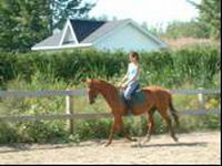 Les races allemandes!! J'ai un TRÈS gros penchant pour les Trakehner!! J'en possède une et je l'adore!! Elle a une belle tête, de belles petites...