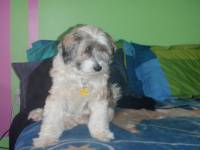 J'ai un terrier tib&eacute;tain, Lhassa, une vrai poulle de luxe. Elle a toujours besoin de son manteau, elle ne veut pas qu'on lui enl&egrave;ve son colier, elle...