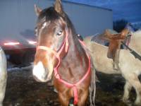 le cheval apprend tres vite cours tr&egrave;s patien je vais maitre une photo ses juste elle est trop grande et comp&eacute;tition (western)