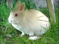 Les chevaux albinos n'existent pas mais les lapins albinos existent et ils sont adorables. Je n'en ai pas mais j'ai 4 lapins "normaux" et se sont des...