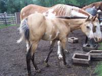Shilo et sa maman