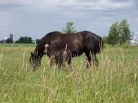 Mon elle s'appelle Beauty Star. C'est un percheron + Canadien