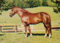 Sue Ockendon &eacute;l&egrave;ve de bons chevaux de complet. Elle est situ&eacute;e pr&egrave;s de Bromont et elle avait les &eacute;talons Black Jack, Tell Oka et My Espiritu VII....
