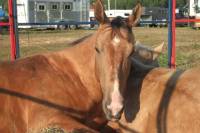 moi je pense que ses so small de Carrie Underwoods 

cette chansons la me fait pas nécessairement penser a mon cheval , mais ses ma facon de décrir...