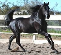 EN effet, les chevaux noir PUR sont vraiment rares. Ils ont une robe complètement noir qui tire sur le bleu avec les reflets. Aucune trace de brun...
