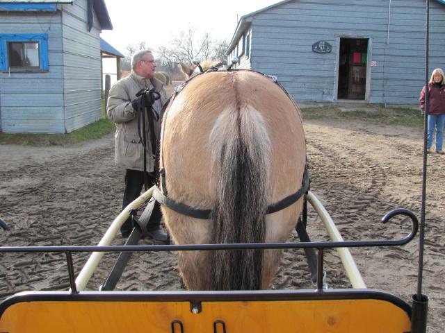 bonjour 

J'avoue que ca ressemble beaucoup mais c'est loin d'etre un poney elle pese environ 1100 lbs et elle fait 15.2 mains.  elle a aussi une belle ligne...