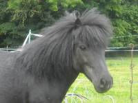 d'abords courage a toi
je sais par quoi tu passe
hier matin le poney de mon fils, rom&eacute;o, 5ans est mort de la mm fa&ccedil;on de la mm maladie que ta...