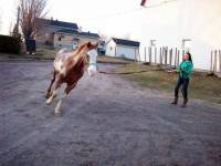 Je suis au Québec mon cheval m'a coûté environ 800$ avec le transport il a 14 ans très bien dompté je l'ai acheté d'un particulier près de chez moi...