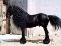 coucou si tu cherche un cheval noir ba ya les frisons il sont magnifique il sont zain ça veut dire sans poils blans en plus il sont très doux et on...