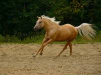 Moi j'ai une jument de 9 ans Palomino Quater horse qui se nomme Bonny.
Son pere est connu dans le domaine du reinning (elle est la fille de Doc Leo...