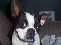 Moi c'est un ''&eacute;norme'' Boston terrier!!! Il se nomme Chummy et a 1 an. Je dis &eacute;norme car dans sa t&ecirc;te face aux autre chien il se croit tr&egrave;s gros!!...