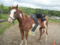 Jte Presente ; 
HotSock inMotion .. Alias ShotGun !

Race : Paint 
Robe : Sorrel Overo 
Age : 7 ans
Carectere : Tres gentils & Vraiment...