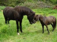 j'ai une petite nouvelle chez moi    

C'est une petite ponette de 39pouces au garrot ,elle est brune ,et a pas beaucoup confiance en l'homme...