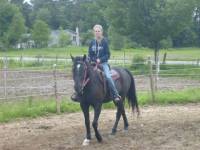 Mon Midnight Dust :
Morgan / Arabe
14 mains 1(et demi)
5 ans (Il a eut 5 le 10 Juin, donc v'la deux jours.. &Uuml;) 
Baie fonc&eacute; avec tache blanche...