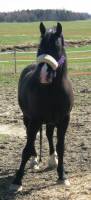 Mon cheval sapelle lucky duc dad cest un canadien pur-sang noir 
avec 2 bas blanc sur les pattes arriere une larde sur le nez et une &eacute;toile dans le...
