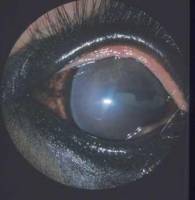 Plaisir    Pour leur faiblesse je ne suis pas sure mais il a l'uv&eacute;ite     C'est un infection dans l'oeil qui rend le cheval aveugle alors il faut...