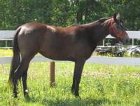 Je suis assur&eacute;e c&ocirc;t&eacute; responsabilit&eacute; par la FEQ. L'assurance est compl&egrave;te si jamais il y arrivait un malheur (ton cheval provoque un accident d'auto...