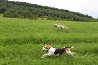 Moi j'ai une beagle, qui s'appelle Pirouette, et un golden retriver, qui s'appelle Golden (haha, on a pas cherch&eacute; loin pour lui trouver un...