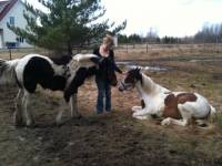 Nous avons un Gypsy Sport Horse enregistrer une pouliche de 11 mois. Son pere est un Gypsy Vanner et sa mere une paint horse.

le mixte est tres...