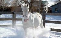 Avant j'avais un cheval hypper dominant et tr&egrave;s joueur ( beaucoup de caract&egrave;re )... Maintenant j'en ai un autre vraiment vraiment soumis, pas m&eacute;chant...