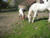 Mon poulain a pareil mais elle est vermifuge tous les 2 mois alors on a essaie derfen c'est un produit pour ne pas que les chevaux se grattent et tu...