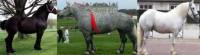 les percheron sont noir a la naissance chte dirai qui devrait commencer a devenir gris pomel&eacute; plus environ vers 9 10 ans puis par la suite blanc il...