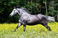 Allo! 

Normalement je crois qu'&agrave; cette age ton cheval devrait d&eacute;ja &ecirc;tre gris. Les percherons blancs sont en fait des percherons gris asser ag&eacute;. La...