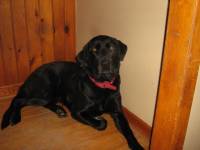 Salut! Moi j'ai deux labrador le papa blond Watson qui a 13 ans et encore b&eacute;b&eacute; dans sa t&ecirc;te mais tr&egrave;s doux et sa fille noire qui a 5 ans et...