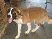 Et depuis une semaine seulement je viens d'adopter une chienne St-Bernard, comme je le disais mon autre chien a du mal avec ses semblables et je ne...