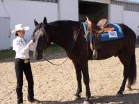 t'as bien raison ! la race ne fait pas le cheval ! J'ai fini 2eme et 3eme en parcours équitation et obéissances aux commendements avec mon percheron...
