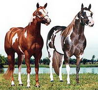 plusieurs eleveurs de quarter horse suite a un bridage quarter horse /quarter horse se retrouve avec des sujets color&eacute;s qui ne correspondent pas aux...