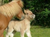 Nous avons un petit &eacute;levage de mini shetlands ;tous tr&egrave;s gentils et manipul&eacute;s ci joint le lien de notre...