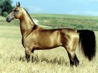 Il ont eu un pass&eacute; glorieux et ils sont mieux pour le classique, meilleur en dressage et sont tr&egrave;s "flashy" surtout ceux a robe dor&eacute;e