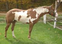 Voici mon gelding LDF Kenos Ratchett (sultan pour les intimes)  
Chestnut Overo
N&eacute;e le 08 Mai 2005
Sire: Kenos Black Tux
Dam: LDF Catty...