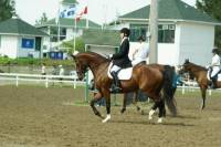 voici une autre photo, elle a deja monter mon cheval 2 fois et il etait remarcable apres
