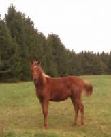 Et sa chum une belle petite farouche un ti peu mais adorable
C'es tellement dr&ocirc;le de les voir courir ensemble 
Le vrai bonheur