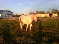 Nom: Mohawk
&Acirc;ge: 4 ans
Sexe: Guelding
Race: Paint Horse
Hauteur au garrot: 15 mains 
Discipline: Gymkhana, rando
Aptitude: Bon en sauvetage,...