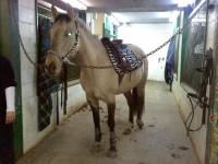 Nom: Mercedez
&Acirc;ge: 6 ans
Sexe: Jument
Race: Quarter Horse
Hauteur au garrot: 15 mains 
Discipline: Gymkhana, rando, saut, attelage
Aptitude:...