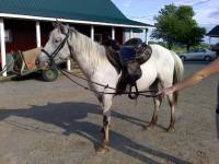 Nom: Maybelle
&Acirc;ge: 3 ans
Sexe: Jument
Race: Appaloosa
Hauteur au garrot: 13 mains 
Discipline: En plein dressage sinon quelques randonn&eacute;es &agrave; son...