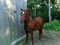 Nom: Nina
age: 16 ans et ne fait pas son age
sexe: jument
race: qh x arabe
couleur:sorel cuivr&eacute; avec la criniere 2 couleurs
hauteur:...
