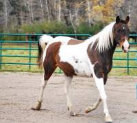 BOn voila ma jument nomm&eacute; Beauty c'est une mustang paint elle a 9 ans elle a une mini tahce en forme de coeur et je laimmeeeeeeeeeeee 

Ps: TOn...