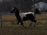 Nom: Sylphie(enr : Blauenstein Fancy)
&Acirc;ge: 3&frac12;ans
Sexe: Jument
Race: Paint APHA
Robe : Brown Tobiano
Hauteur au garrot: entre le 14.3 et le 15...