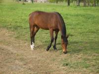 Nom: Vinka
N&eacute;e: 2009
Race: Appaloosa crois&eacute; Paint horse ONC
Sexe: Jument
Discipline: Fera plus tard de l'&eacute;quitation western
Caract&egrave;re: Tr&egrave;s...