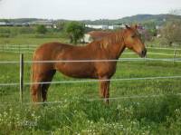 Nom: Charmen Space
N&eacute;e: 1990
Race: Trotteur Fran&ccedil;ais
Sexe: Jument
Discipline: Course de trot
Caract&egrave;re: Elle a quand m&ecirc;me son petit caract&egrave;re...