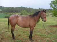 Nom: Uppy Lo Copper
N&eacute;e: 2008
Race: Appaloosa plein papier
Sexe: Jument
Discipline: Equitation western
Caract&egrave;re: Cool
Palmaresse: Elle &agrave; le...